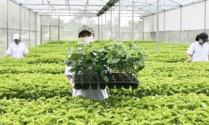 Ngành giống cây trồng góp sức nâng tầm giá trị nông nghiệp Việt Nam