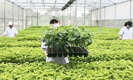 Ngành giống cây trồng góp sức nâng tầm giá trị nông nghiệp Việt Nam