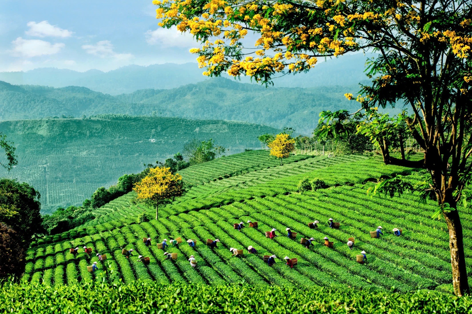 Chiến lược liên kết vùng tạo nên các sản phẩm kết nối hoàn hảo giữa biển (Nha Trang) - trà (Bảo Lộc) - hoa (Đà Lạt).