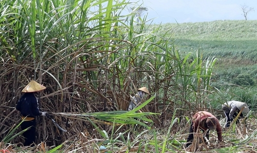 Nông dân trồng mía và doanh nghiệp sản xuất đường “kêu cứu”