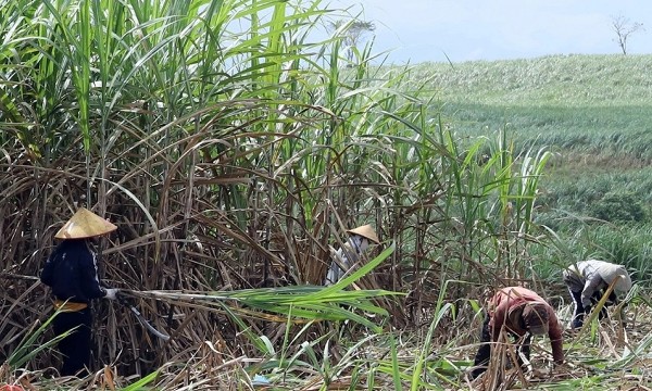 Nông dân trồng mía và doanh nghiệp sản xuất đường “kêu cứu”