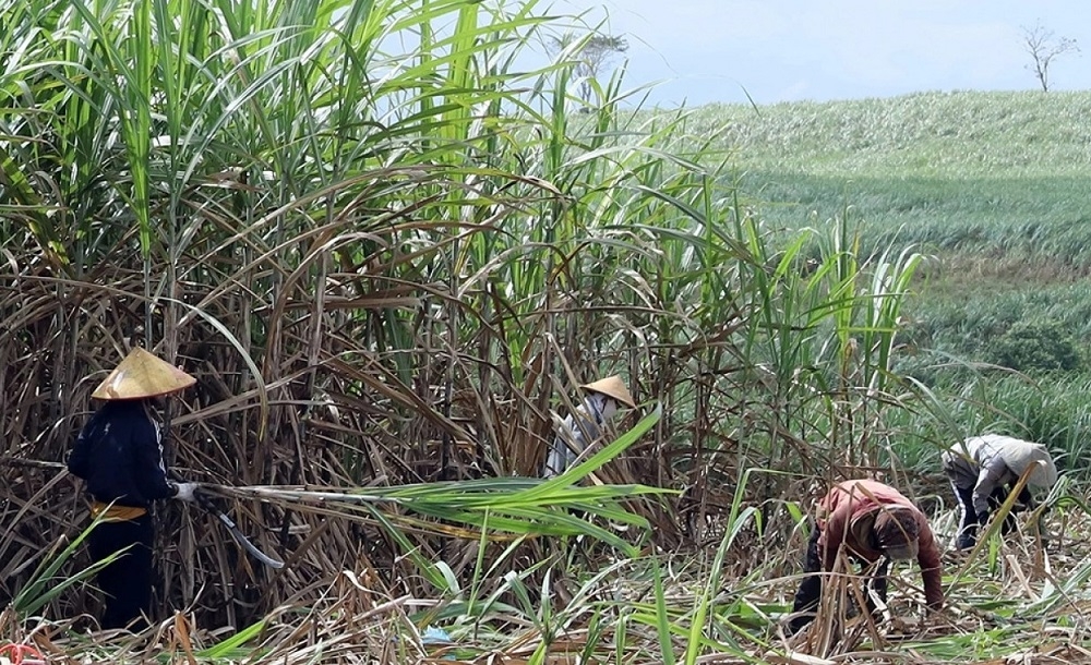 Người trồng mía đang đối mặt với nhiều thách thức. Ảnh minh họa.