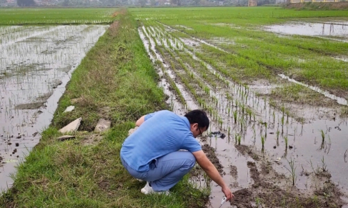 Chống xâm nhập mặn tại khu vực ven biển đồng bằng sông Hồng