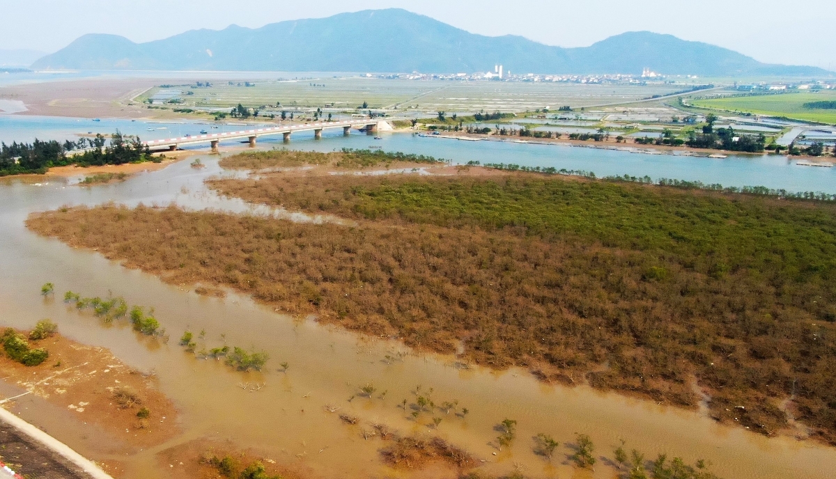 Hệ sinh thái rừng ngập mặn bị ảnh hưởng khi cây mắm biển chết hàng loạt. Ảnh: Thu Trang