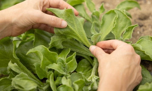 Ứng dụng công nghệ bản sao số, AI vào ngành công nghiệp làm đẹp