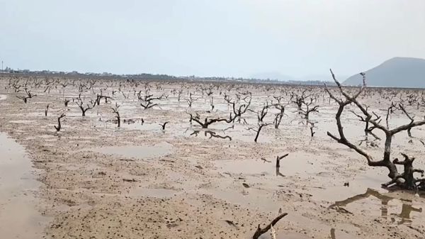 Hà Tĩnh: “Lá chắn xanh” ven biển bị suy yếu sau thiên tai