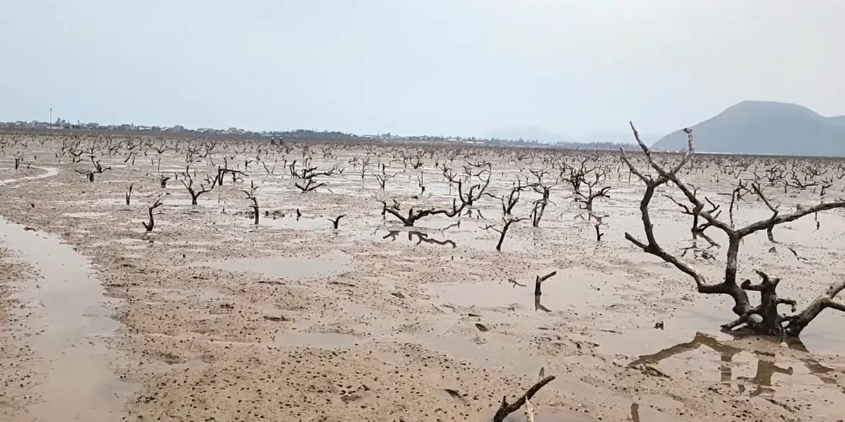 Khoảng trống lớn xuất hiện trong rừng phòng hộ do cây chết tập trung dọc lạch nước. 