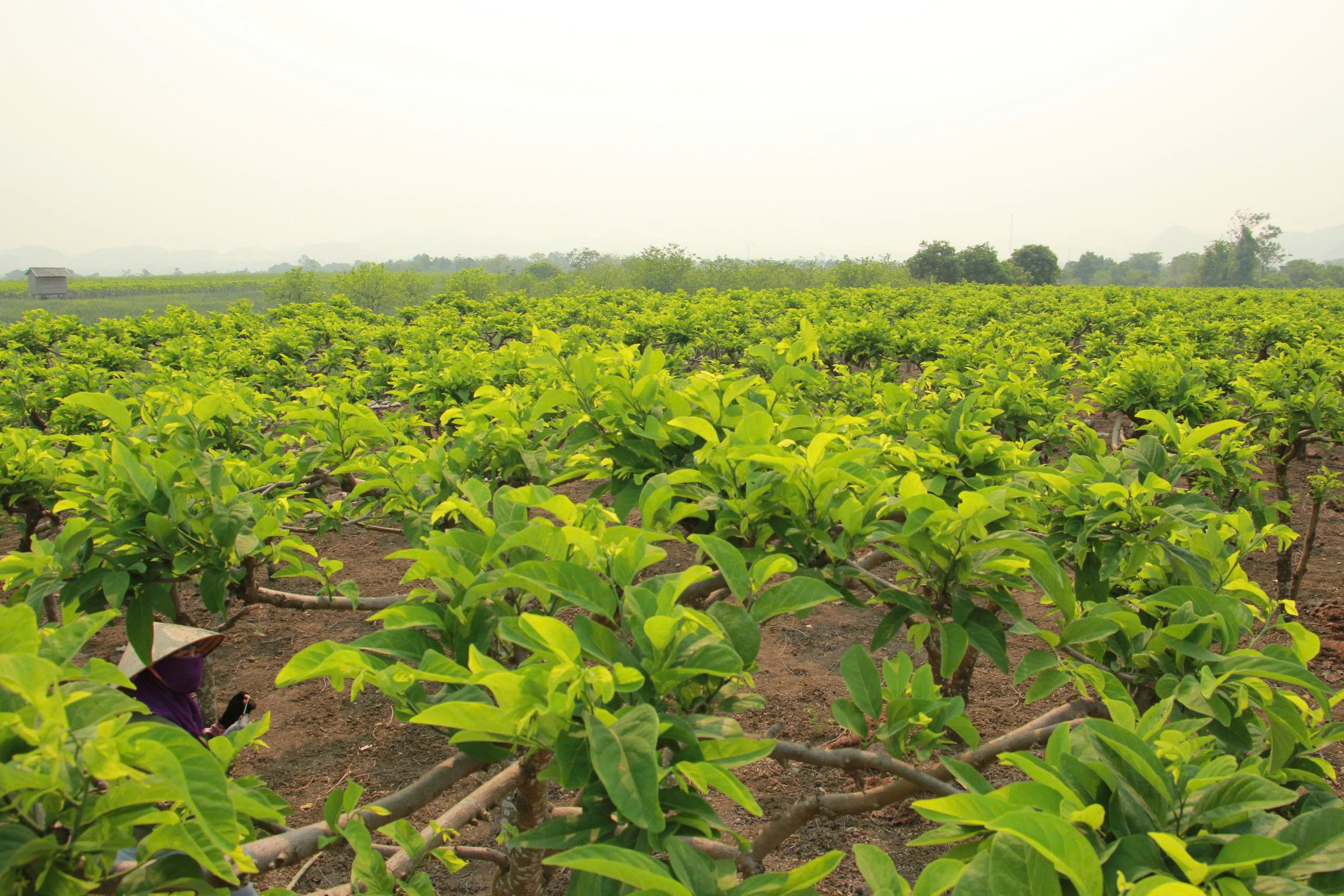 Vườn na xanh mướt bước vào giai đoạn chăm sóc quan trọng nhất trong năm.