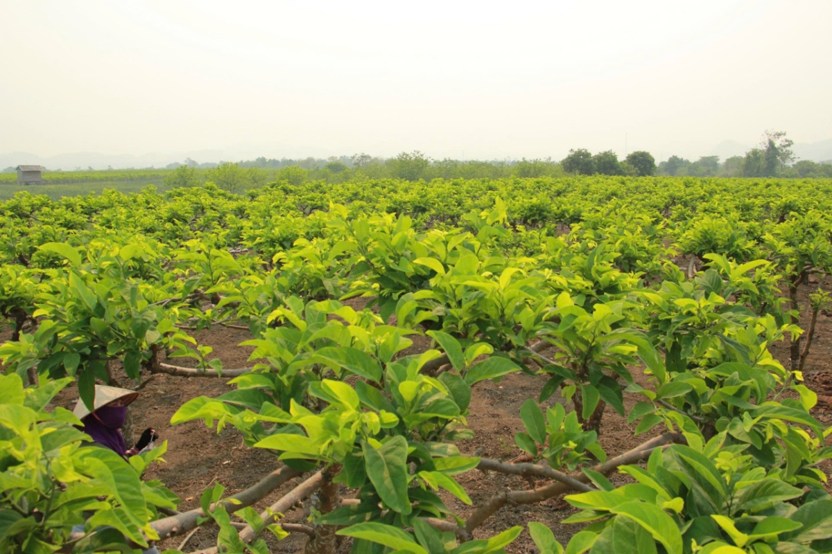 Vườn na xanh mướt bước vào giai đoạn chăm sóc quan trọng nhất trong năm.