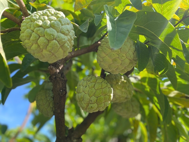 Nhờ áp dụng kỹ thuật, quả na Phú Long có mẫu mã đẹp, đáp ứng yêu cầu thị trường