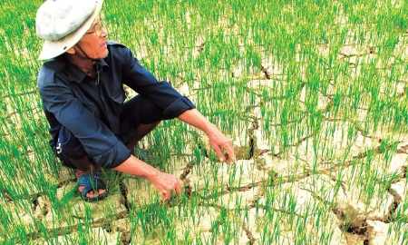 Cảnh báo nguy cơ cao xảy ra hạn hán và xâm nhập mặn, nhất là tại khu vực Nam Trung Bộ, Tây Nguyên và đồng bằng sông Cửu Long trong mùa khô 2026- 2027. Ảnh minh họa