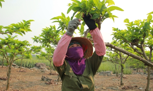 “Ăn cơm đứng” giữ mùa na 