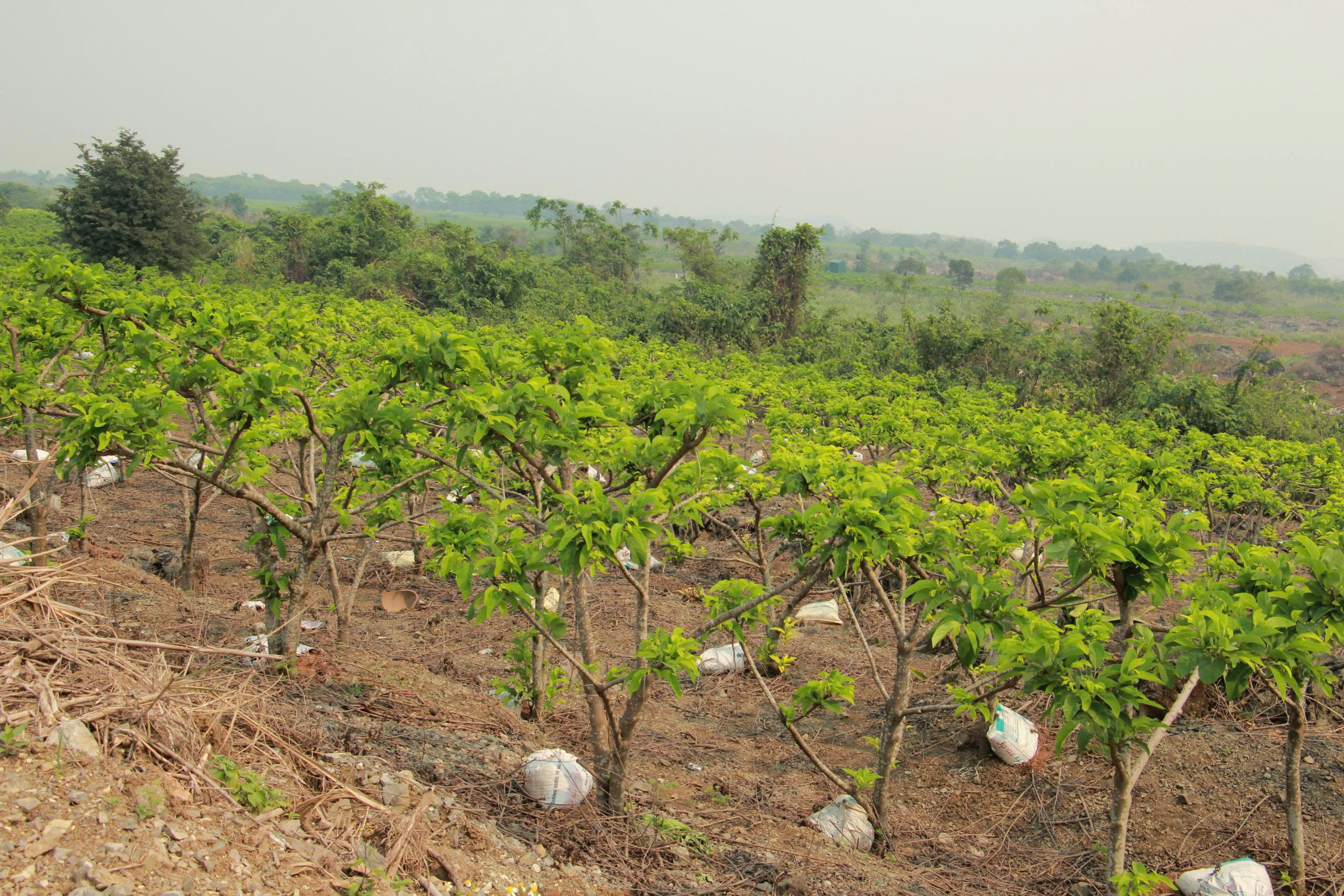 Phân chuồng ủ hoai được đặt ở từng gốc na để bón cho cây