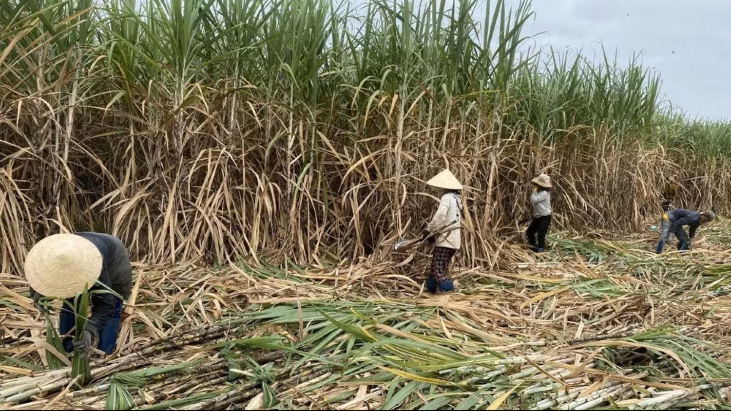 Nông dân trồng mía ở Đắk Lắk đang phải đối mặt với nhiều khó khăn khi chi phí sản xuất ngày càng tăng cao.