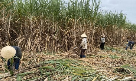 Nông dân trồng mía ở Đắk Lắk đang phải đối mặt với nhiều khó khăn khi chi phí sản xuất ngày càng tăng cao.
