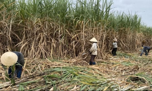 Ngành mía đường trước nguy cơ “vỡ trận”, cần gia cố sức cạnh tranh của chuỗi liên kết sản xuất 