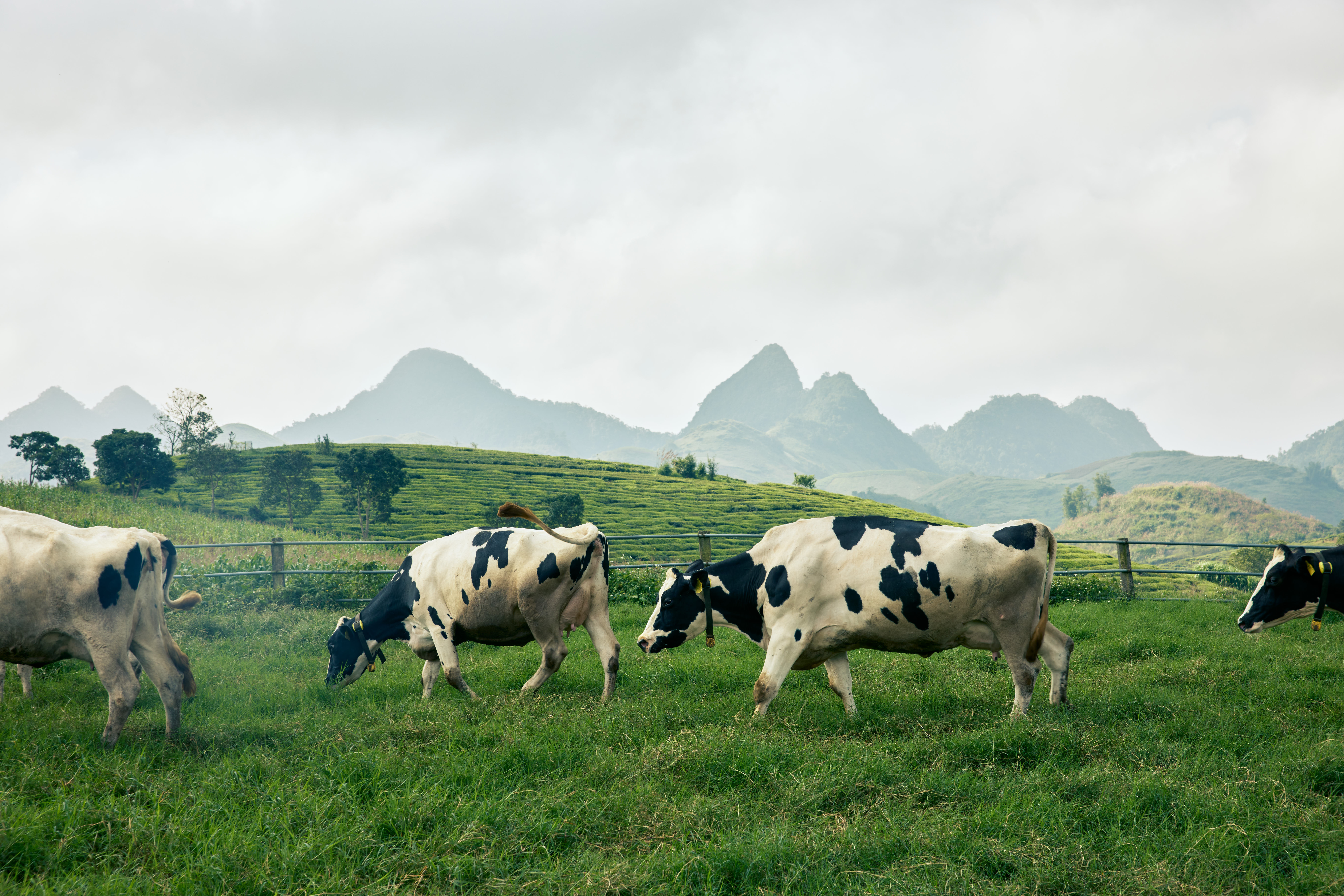 Gần 70 năm phát triển không chỉ là hành trình mở rộng quy mô, mà còn là quá trình bền bỉ chăm chút cho chất lượng - từ đồng cỏ, đàn bò đến từng giọt sữa thành phẩm. Ảnh: Mộc Châu Milk.
