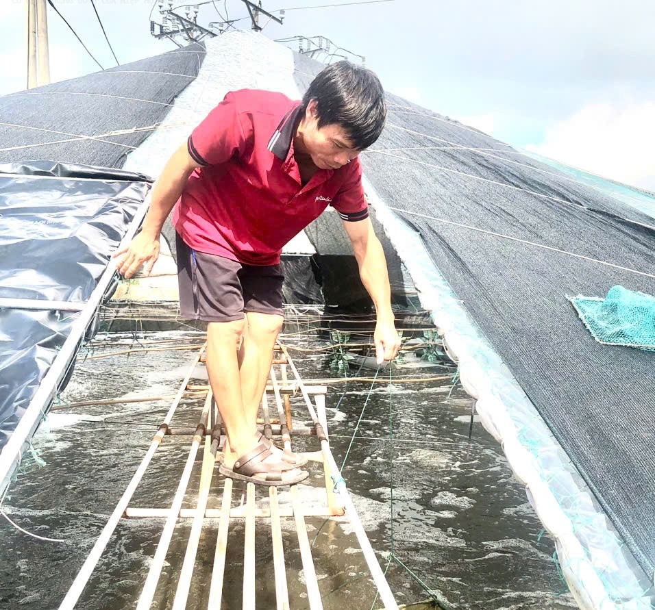 Mô hình nuôi tôm thẻ trân trắng ứng dụng công nghệ cao giúp gia đình ông Nguyễn Ngọc Phong nâng cao thu nhập