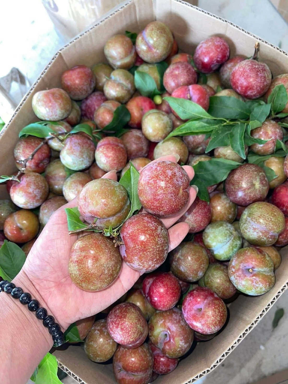 Mận hậu chỉ có một vụ trong năm nên nhu cầu luôn cao vào đầu mùa.&nbsp;