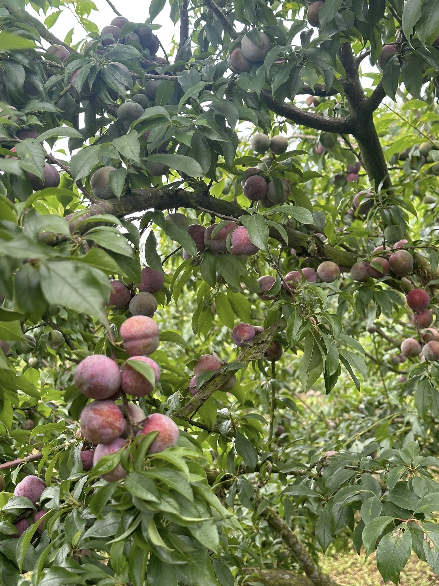 Từ tháng 5, mận Sơn La mới bước vào chính vụ thu hoạch.