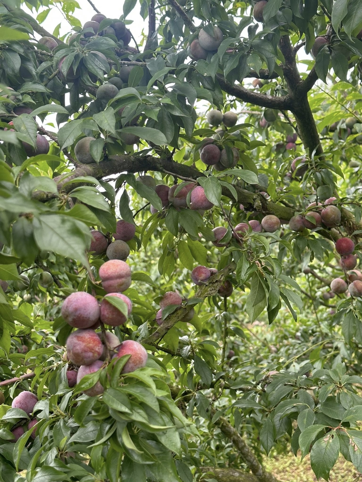 Từ tháng 5, mận Sơn La mới bước vào chính vụ thu hoạch.