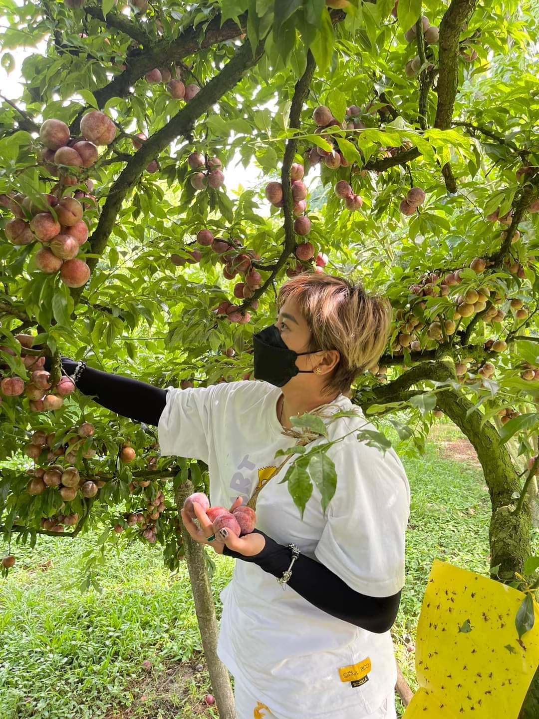 Bên cạnh việc thu hoạch để bán cho thương lái, nhiều nhà vườn thời gian này còn tập trung tiếp đón khách du lịch.