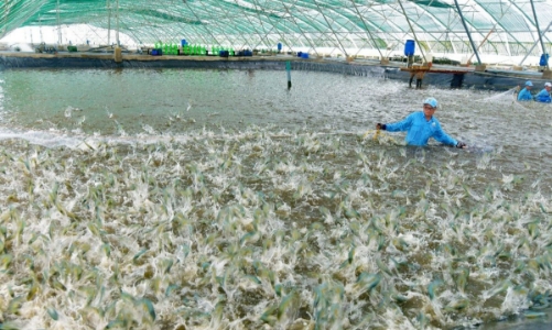 Ngành tôm: Chi phí tăng, giá giảm khiến sức cạnh tranh bị bào mòn