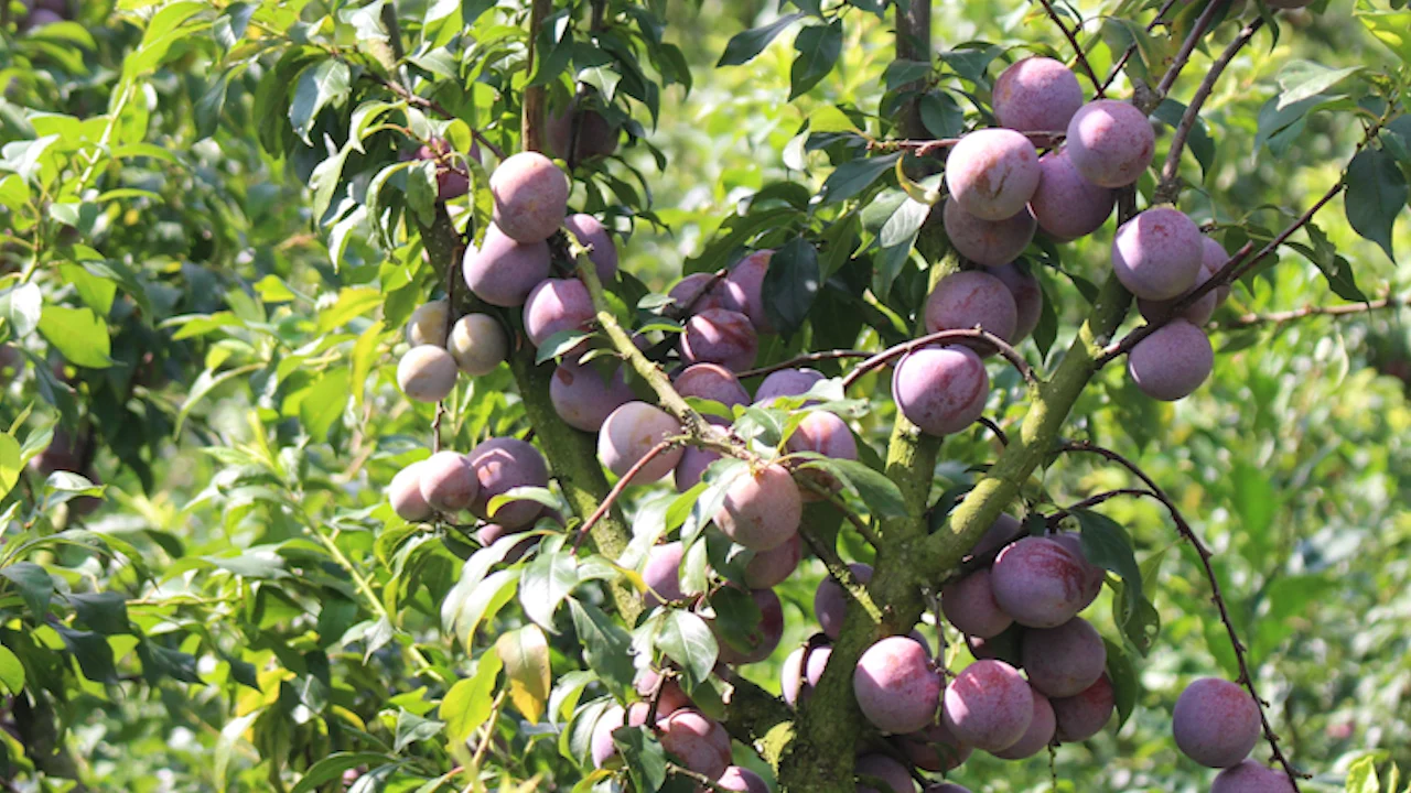 &nbsp;Thời điểm này, mỗi ngày hợp tác xã xuất bán từ 2 - 4 tấn mận chín sớm.