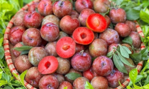 Mận hậu đầu mùa giá cao do khan hàng và chi phí vận chuyển