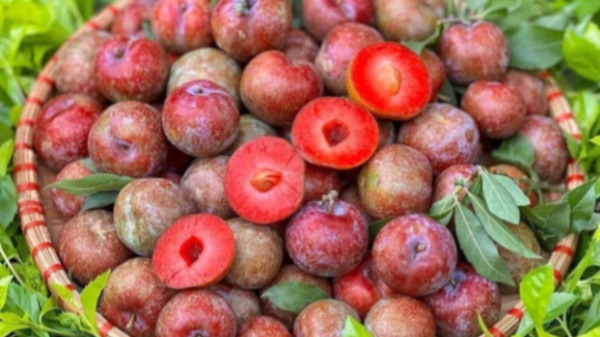 Mận hậu đầu mùa giá cao do khan hàng và chi phí vận chuyển