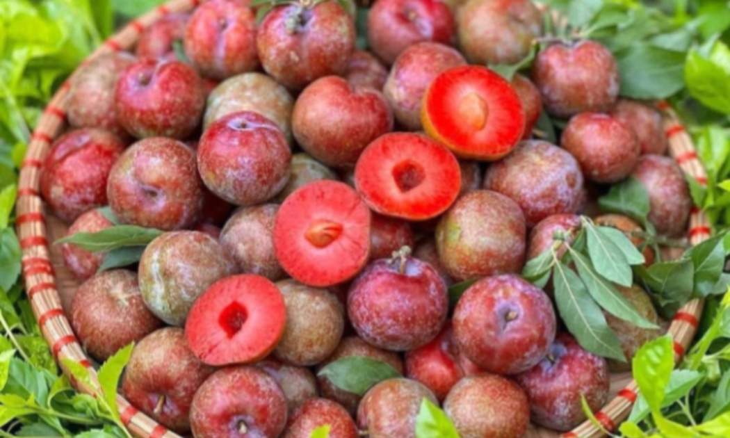 Mận hậu đầu mùa giá cao do khan hàng và chi phí vận chuyển