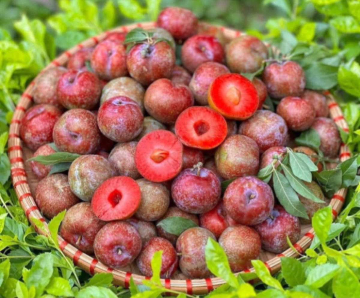 Mận đầu mùa năm nay thu hoạch được ít hơn so với năm ngoái do thời tiết bất lợi.