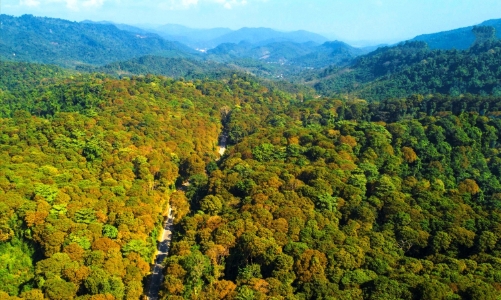 Hà Nội: Phát triển chuỗi cung ứng lâm sản bền vững, đáp ứng các quy định EUDR