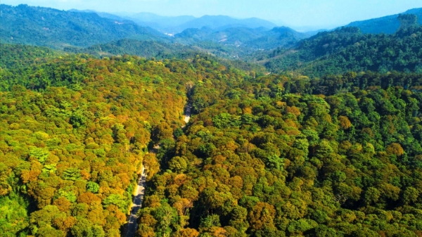 Hà Nội: Phát triển chuỗi cung ứng lâm sản bền vững, đáp ứng các quy định EUDR