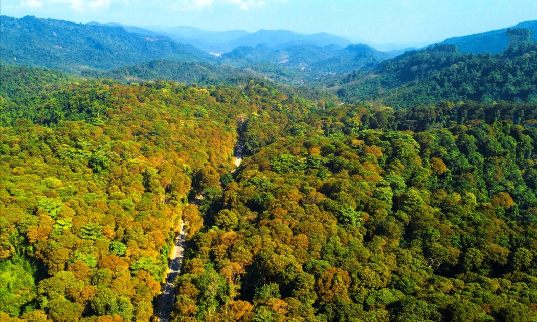 Hà Nội: Phát triển chuỗi cung ứng lâm sản bền vững, đáp ứng các quy định EUDR