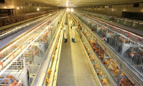 Doanh nghiệp nội đang định hình lại vai trò ngành chăn nuôi Việt Nam