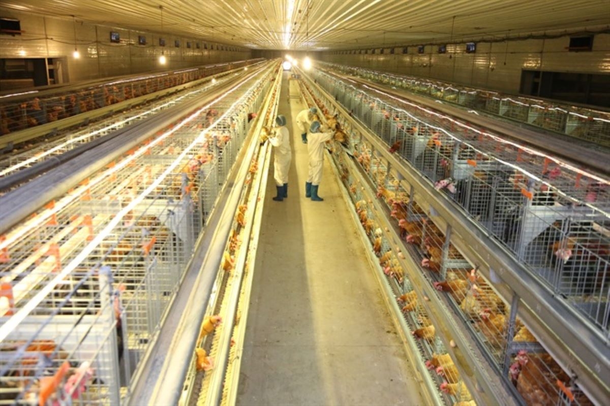 Tư duy công nghiệp được đưa vào nông nghiệp. 