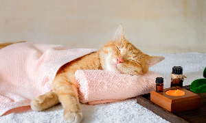 Chi tiền chăm sóc sức khỏe toàn diện cho thú cưng