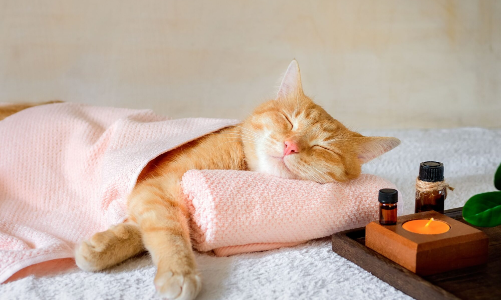 Chi tiền chăm sóc sức khỏe toàn diện cho thú cưng