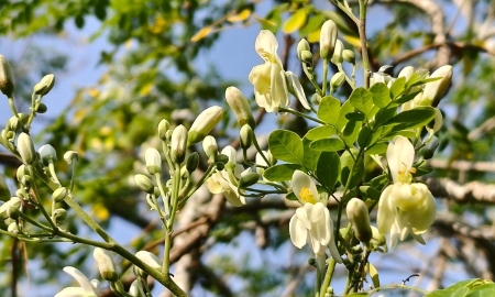 Một nghiên cứu mới cho thấy hạt cây moringa - thường được gọi là “cây kỳ diệu” - có khả năng loại bỏ tới 98% vi nhựa PVC trong nước. Ảnh: Canva