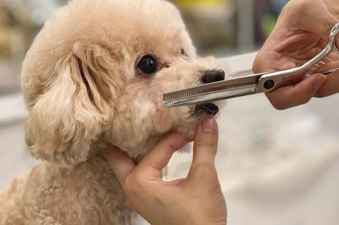 Mức chi tiêu trung bình hàng tháng cho thú cưng tập trung trong khoảng 500–1.000 Nhân dân tệ (70–140 USD).