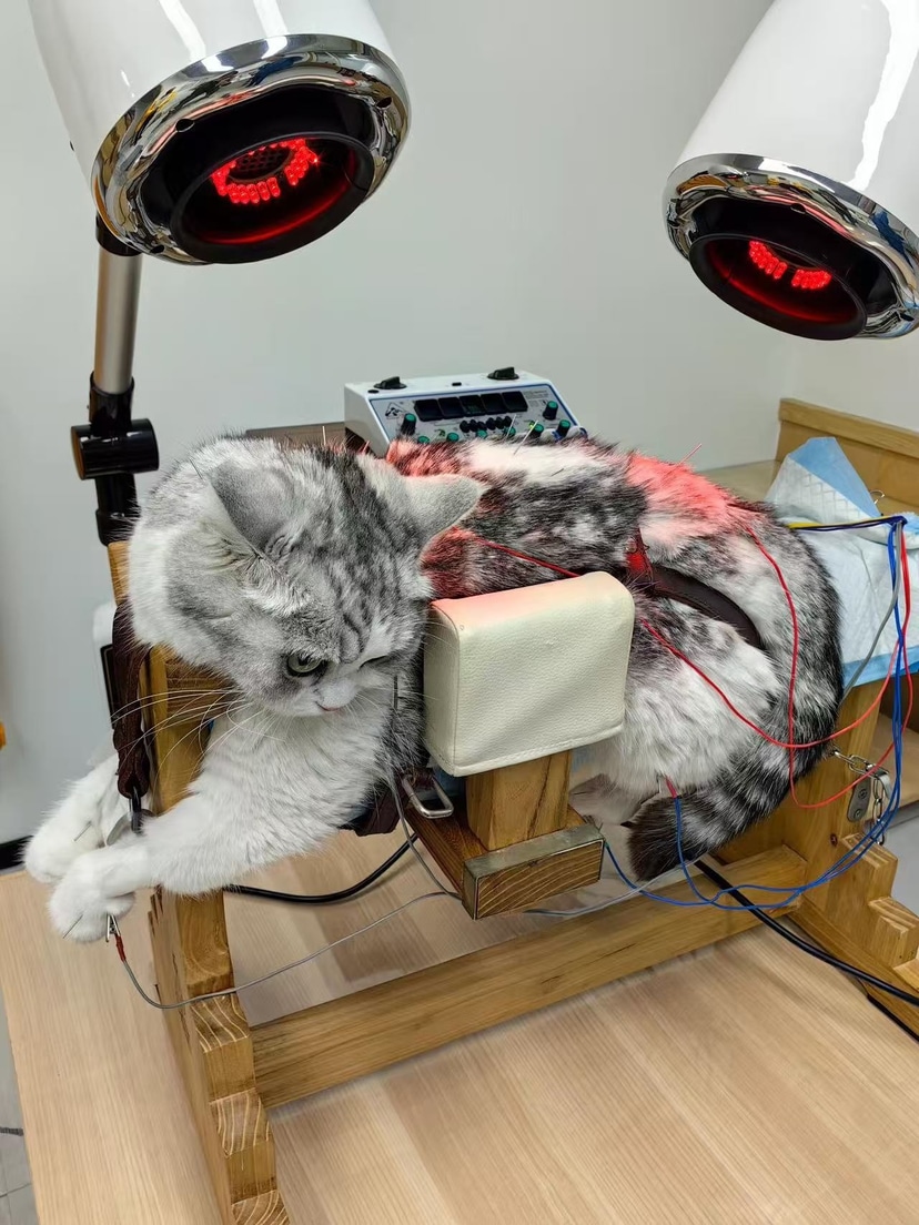 Chi tiền chăm sóc sức khỏe toàn diện cho thú cưng - Ảnh 2