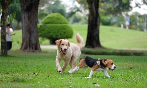 “Kinh tế thú cưng” tăng trưởng nhanh nhờ xu hướng sống mới