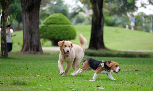 “Kinh tế thú cưng” tăng trưởng bứt phá nhờ xu hướng sống mới