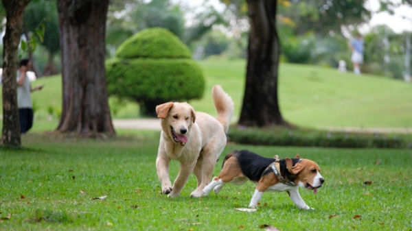 “Kinh tế thú cưng” tăng trưởng nhanh nhờ xu hướng sống mới