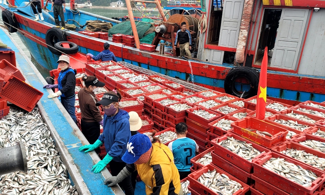 Dòng vốn quốc tế thúc đẩy tái cấu trúc ngành thủy sản Nghệ An