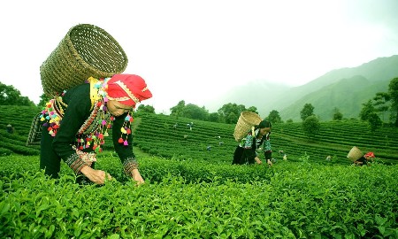 Lai Châu: Đánh thức tiềm năng nông nghiệp xanh đa giá trị