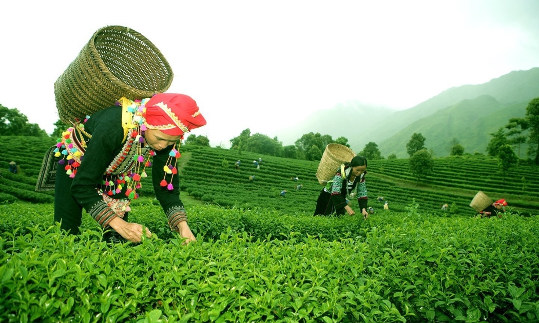 Chè là một trong những thế mạnh của tỉnh Lai Châu.