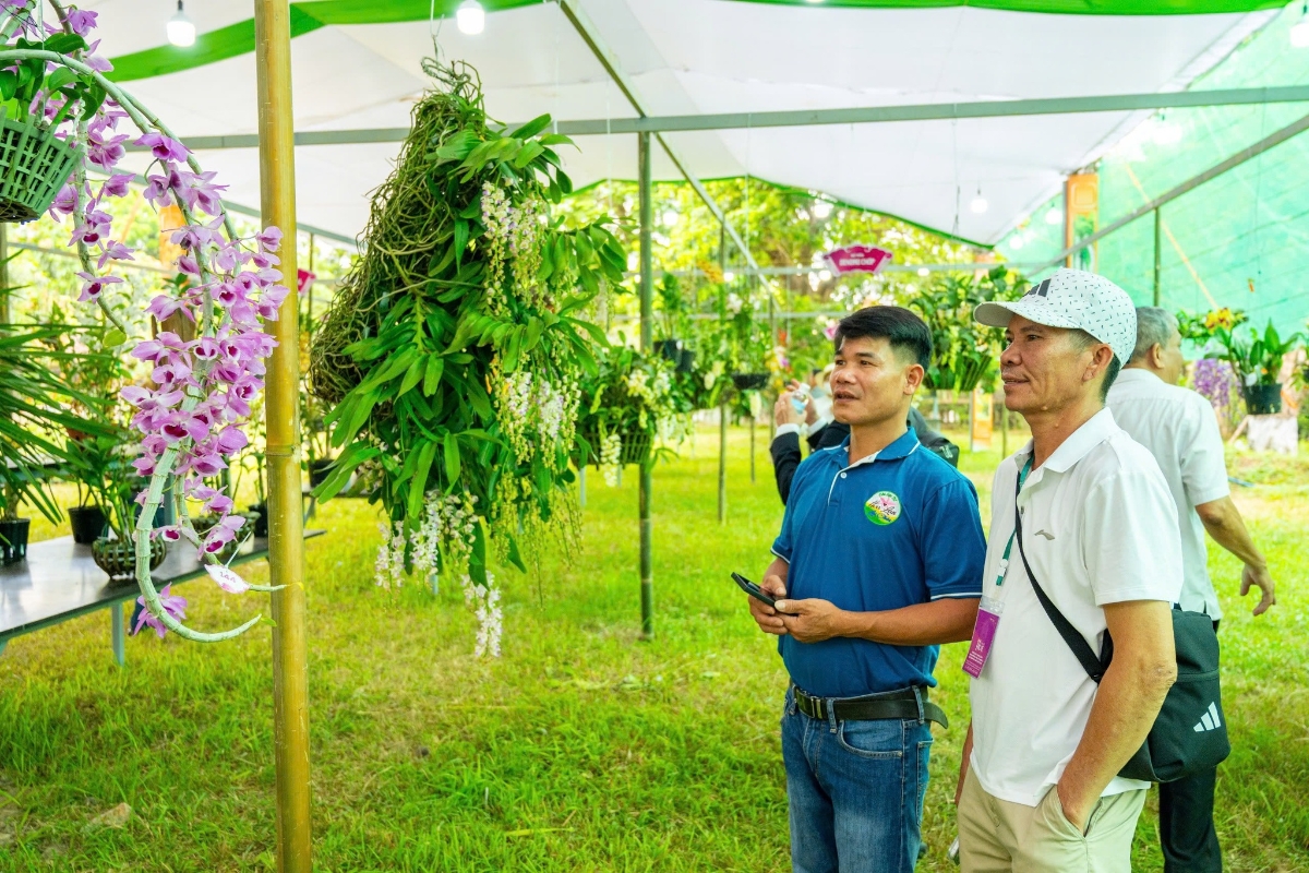 Nghệ nhân giới thiệu tác phẩm phong lan quý hiếm đến khách tham quan