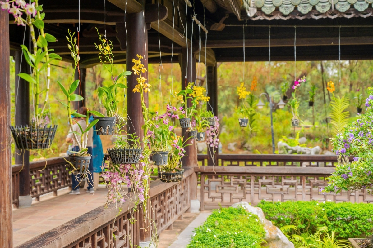 Các chậu lan quý hiếm được sắp đặt tinh tế giữa không gian cổ kính.